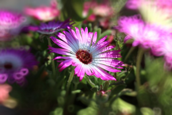 sun worshippers  rosa by Dagmar Marina